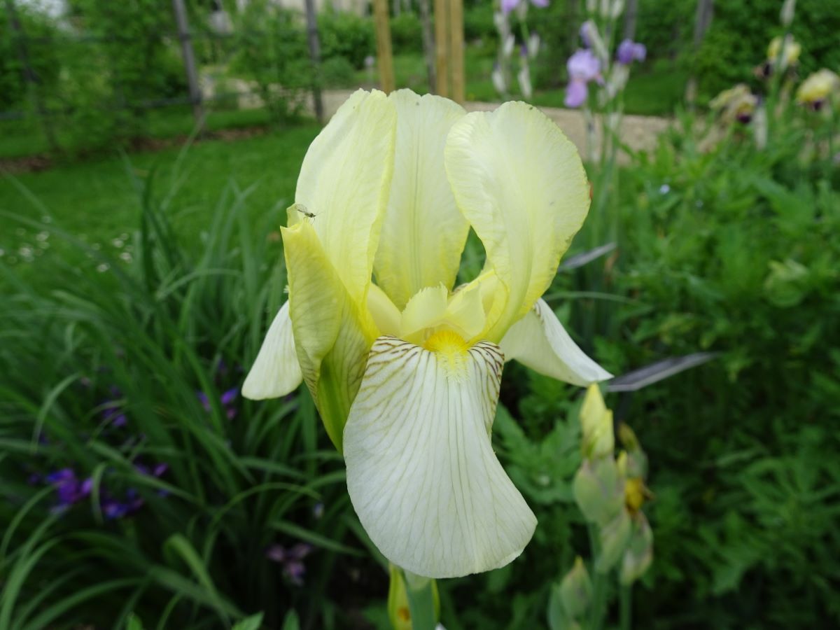 Iris lutescens subsp. chamaeiris