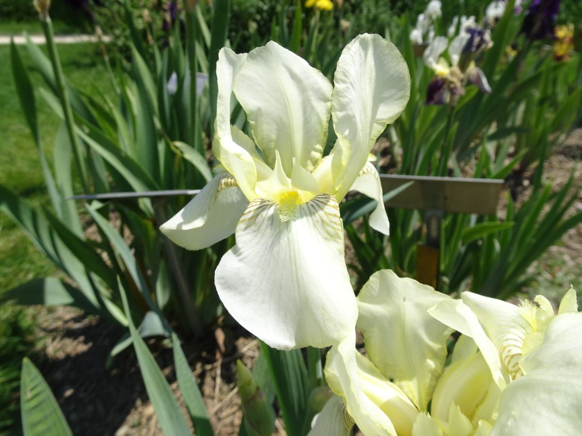 Iris lutescens subsp. chamaeiris