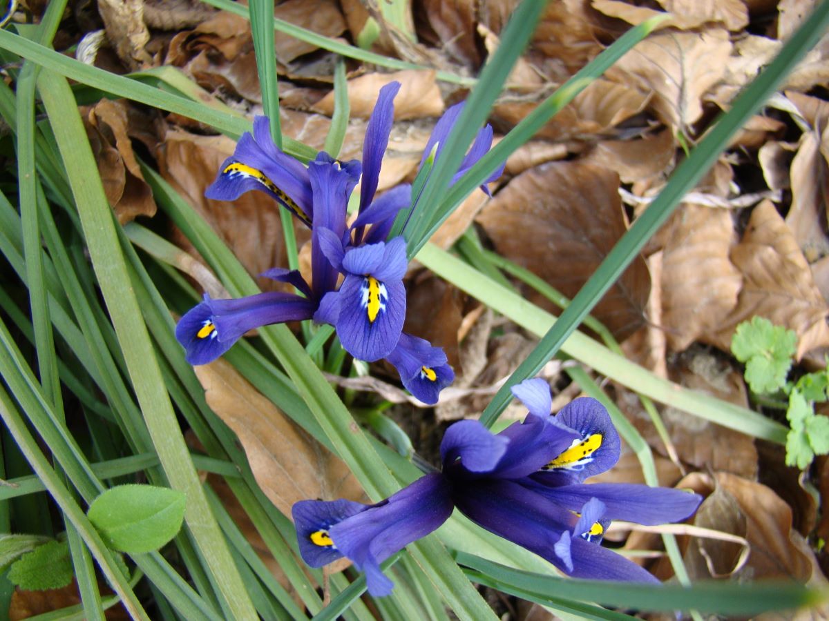 Iris reticulata