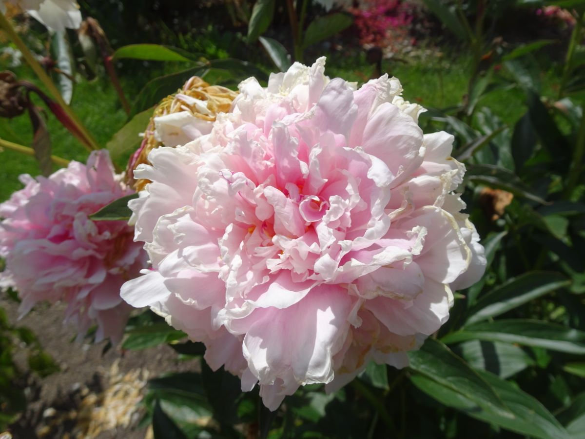 Reine Hortense