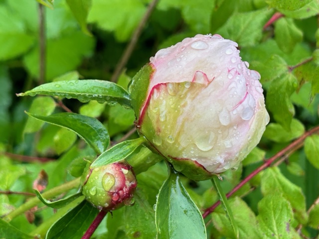 Reine Hortense