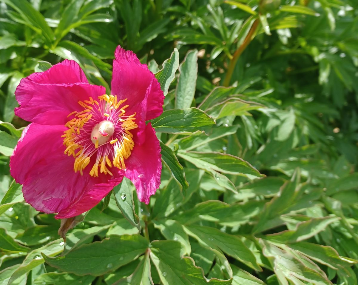 Paeonia peregrina