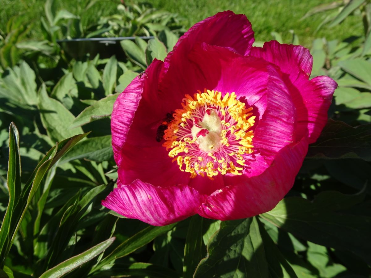 Paeonia peregrina