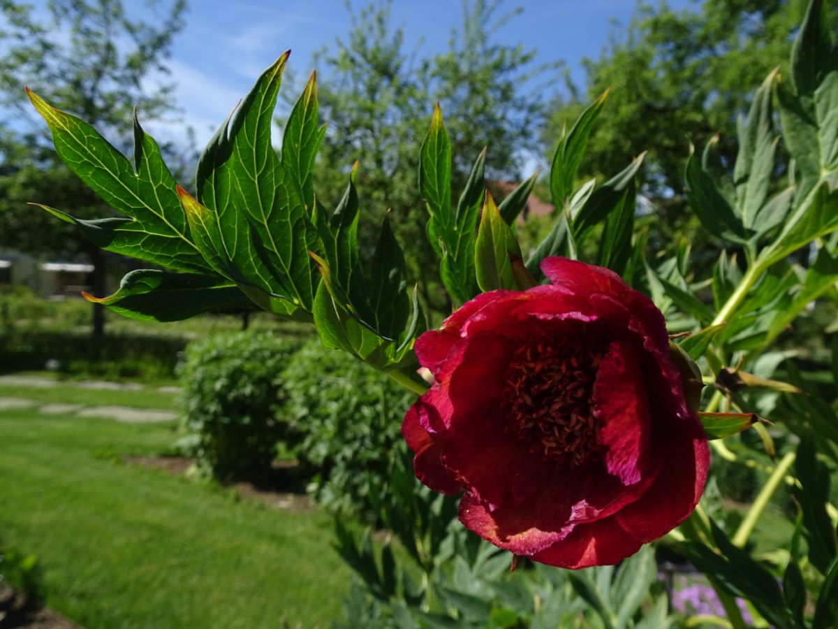 Paeonia delavayi