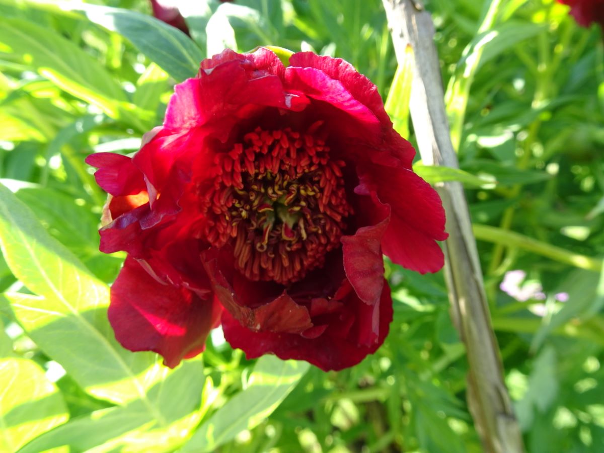 Paeonia delavayi