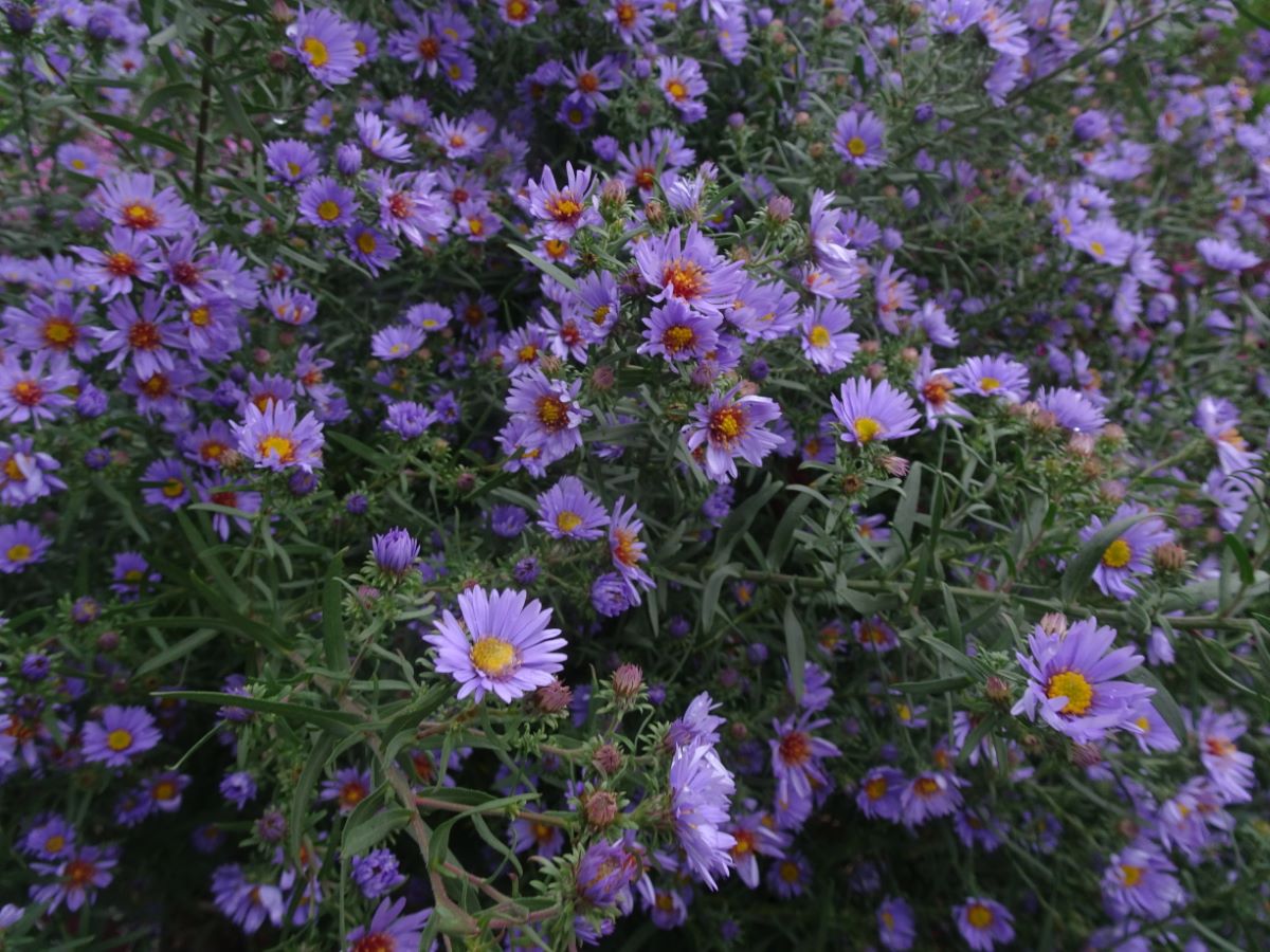 Aster x amethystinus