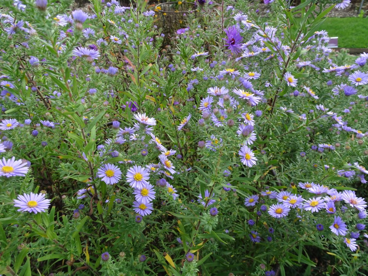 Aster x amethystinus