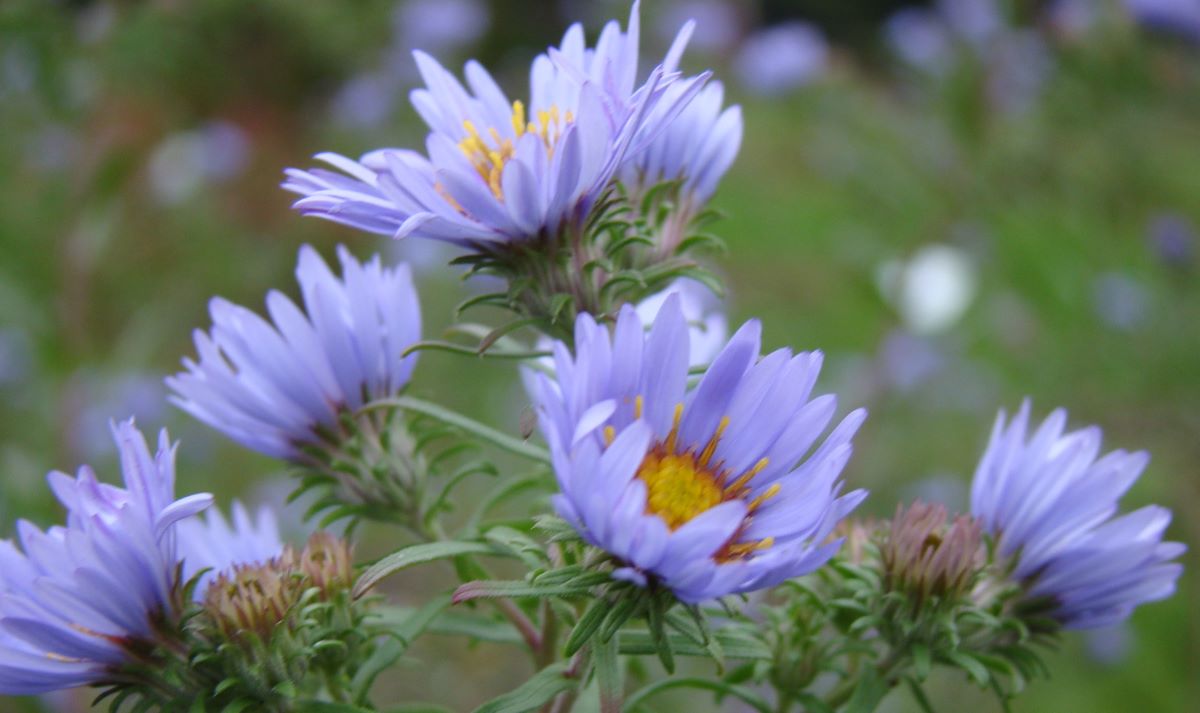 Aster x amethystinus