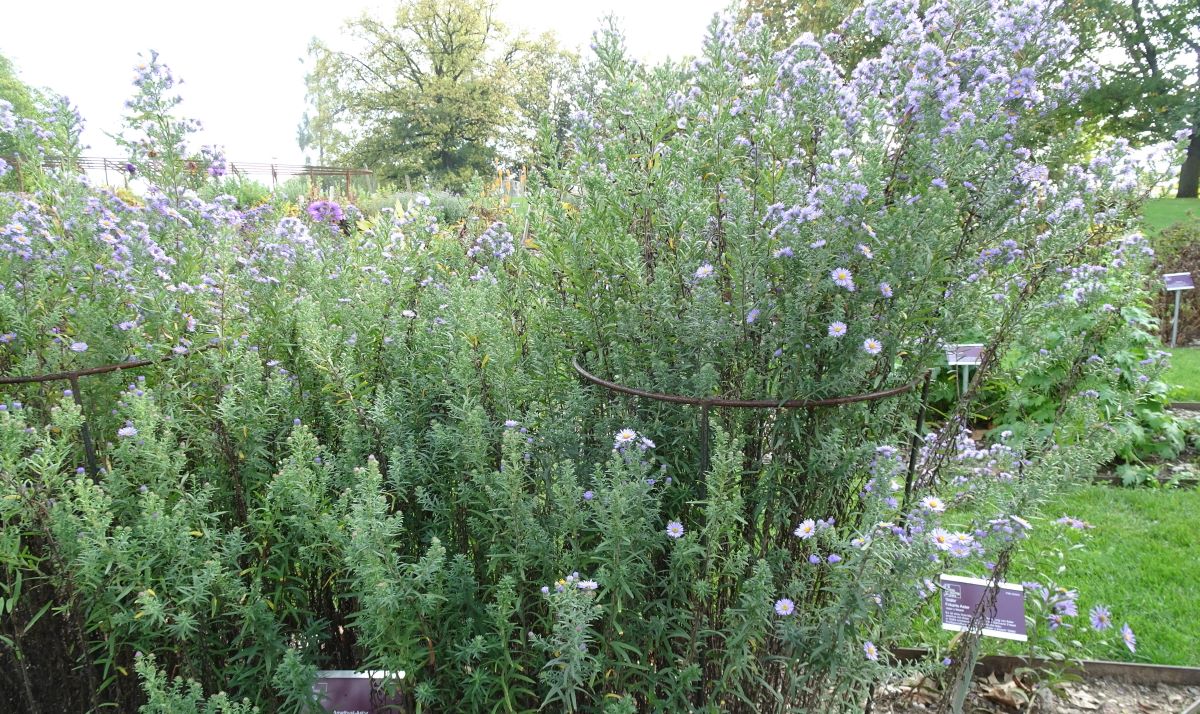 Aster x amethystinus