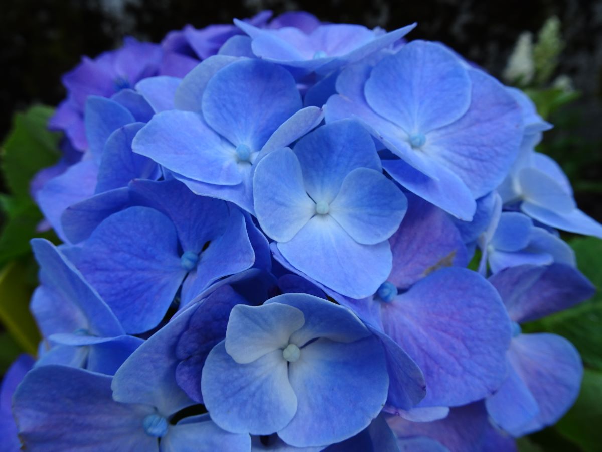 Gartendirektor Kuhnert