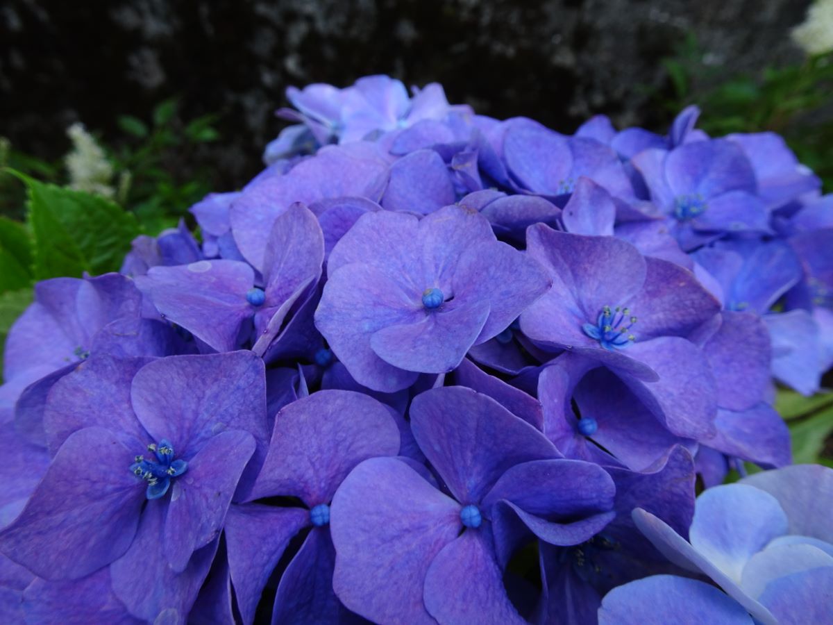 Gartendirektor Kuhnert