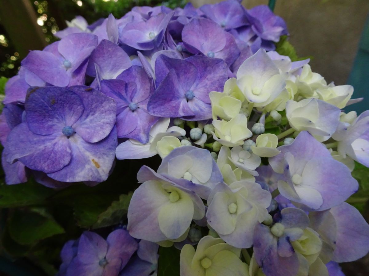 Gartendirektor Kuhnert