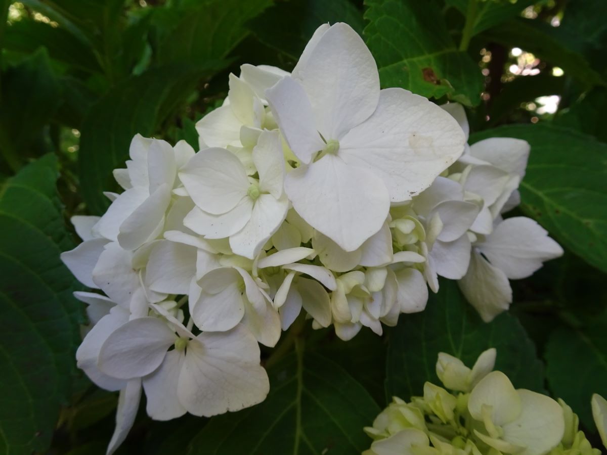 Madame Emile Moulliere