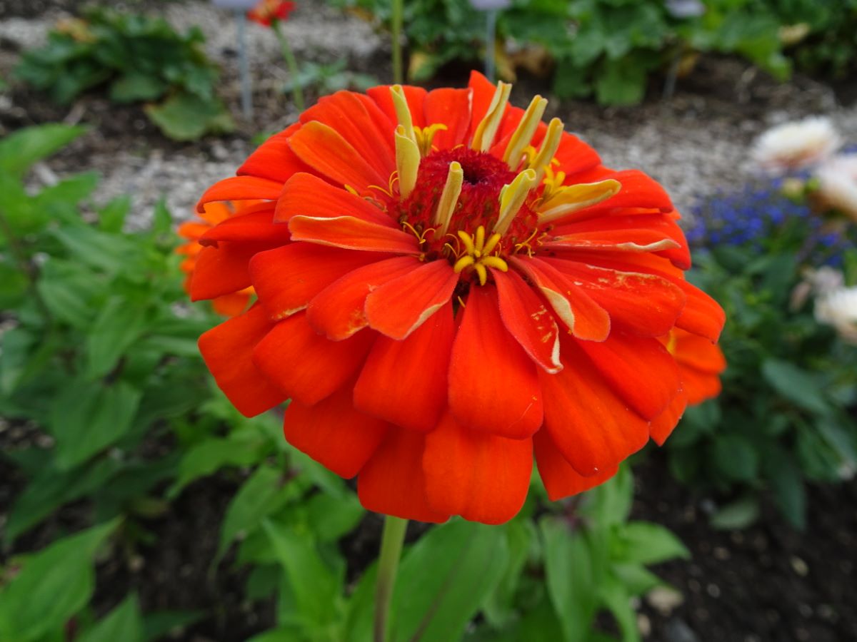 Orangekönig