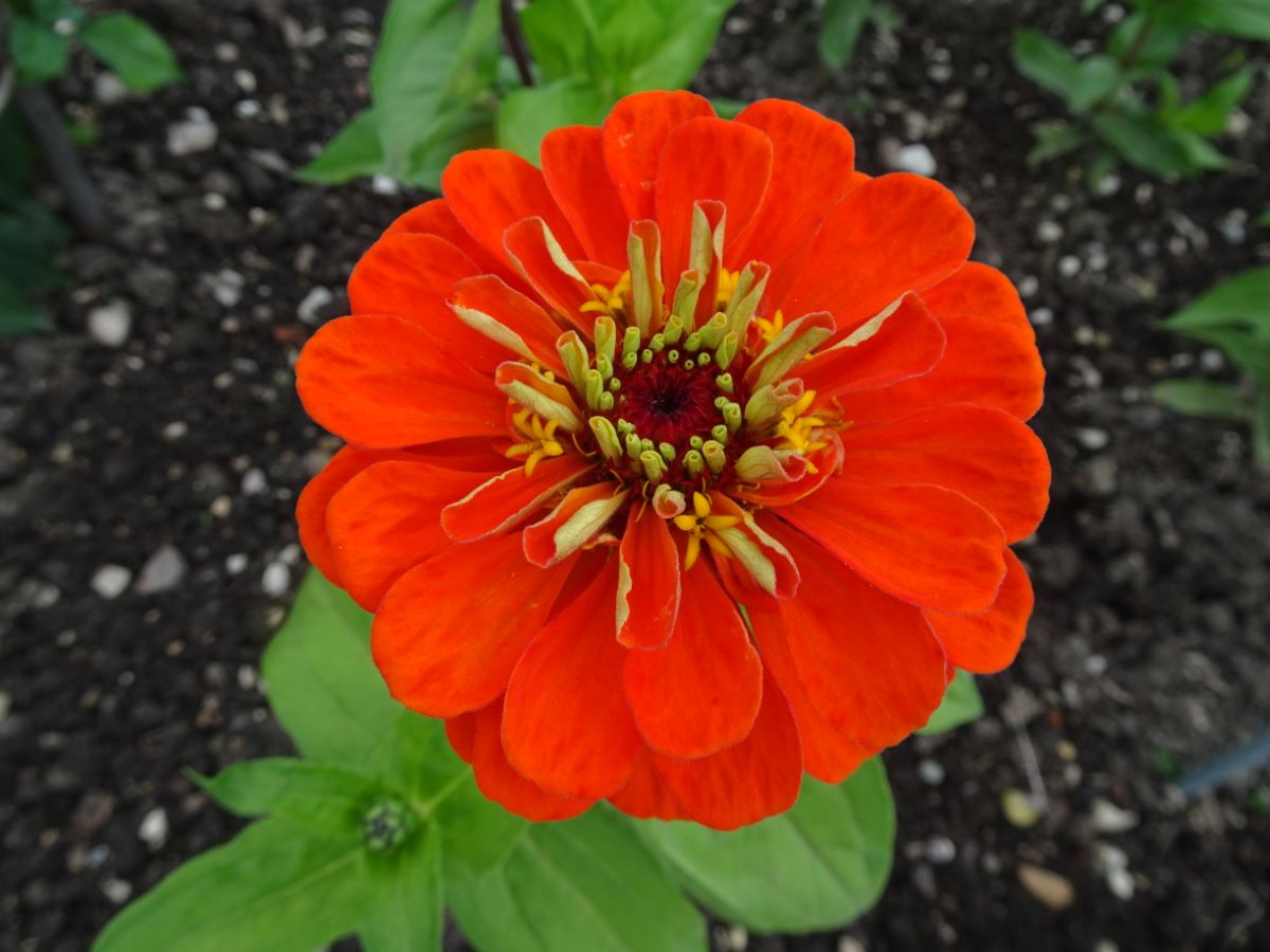 Orangekönig