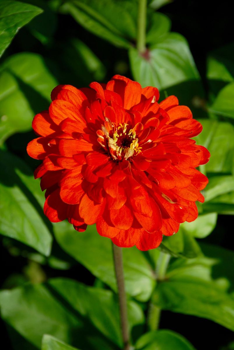 Orangekönig