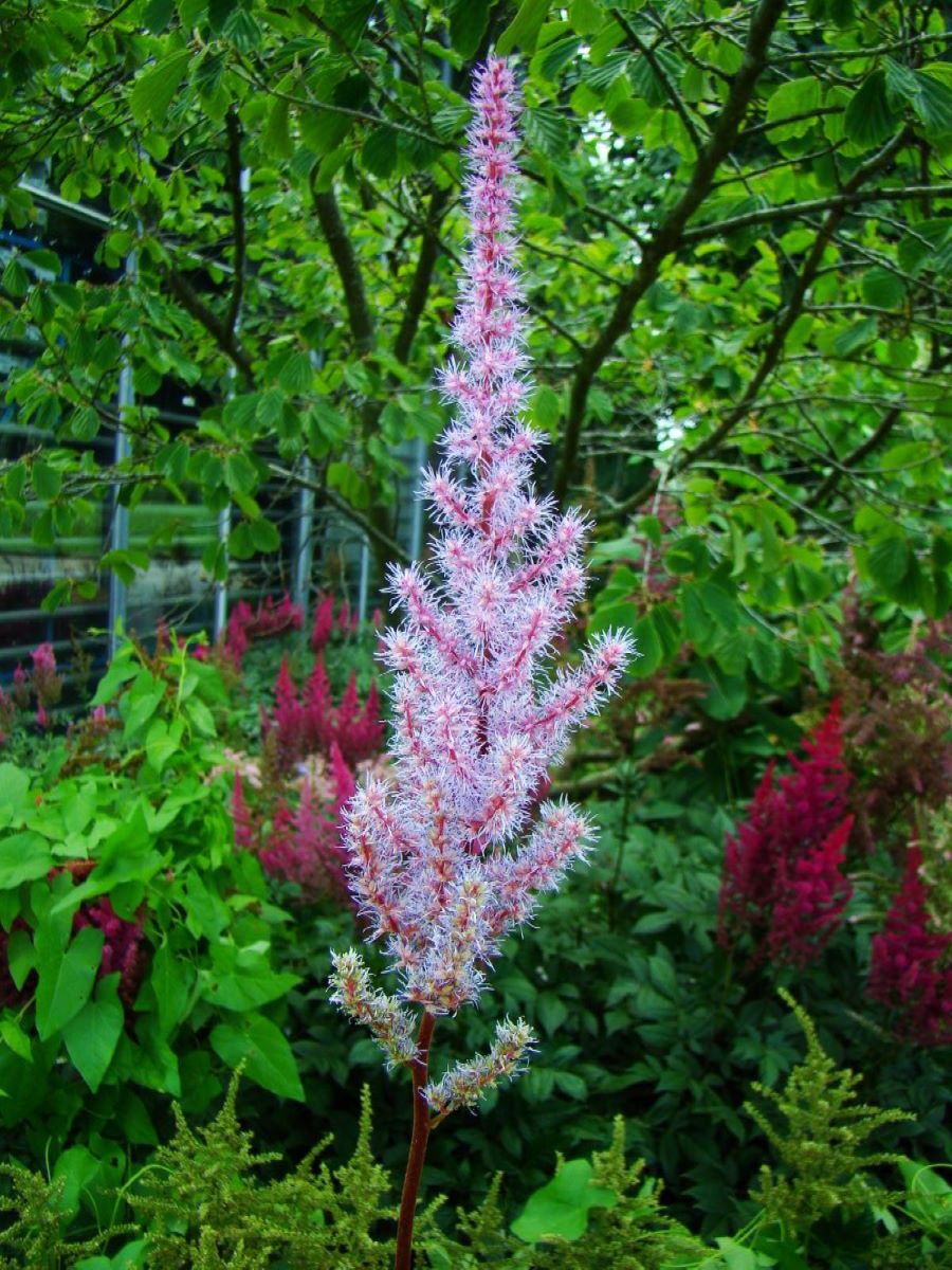 chinensis var. davidii