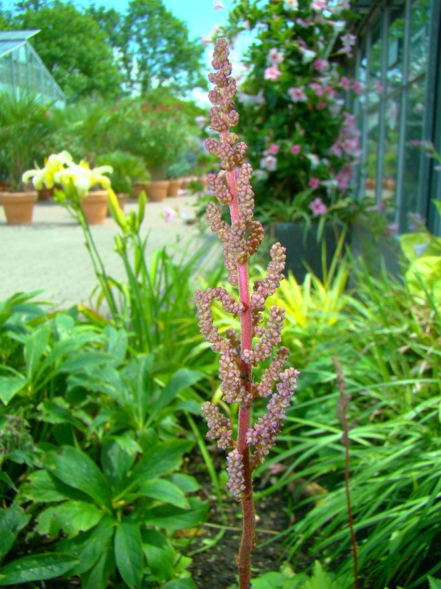 chinensis var. davidii