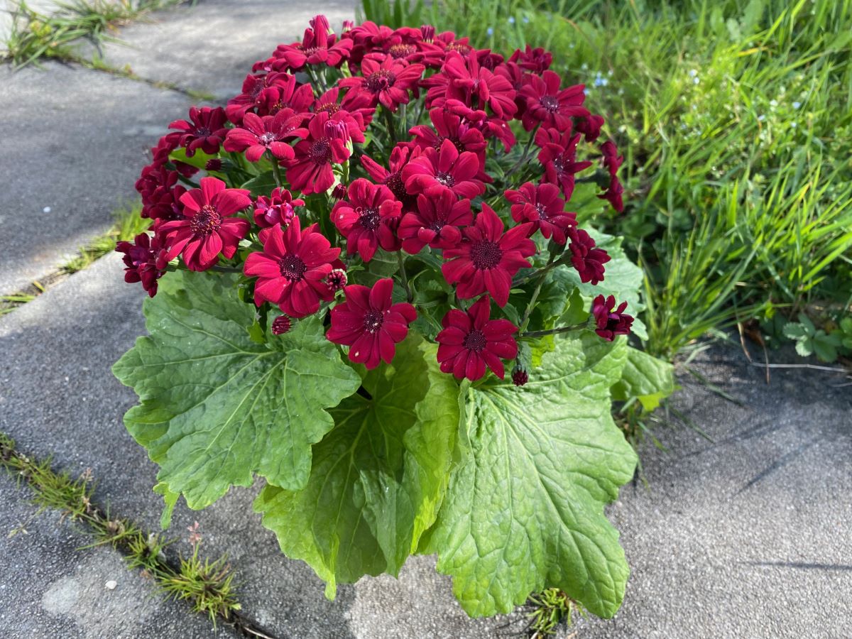 Rasse Moll Leuchtfeuer