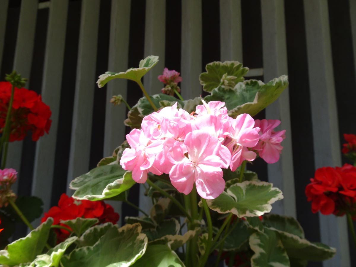 Rosa Panaschierte von Gümligen