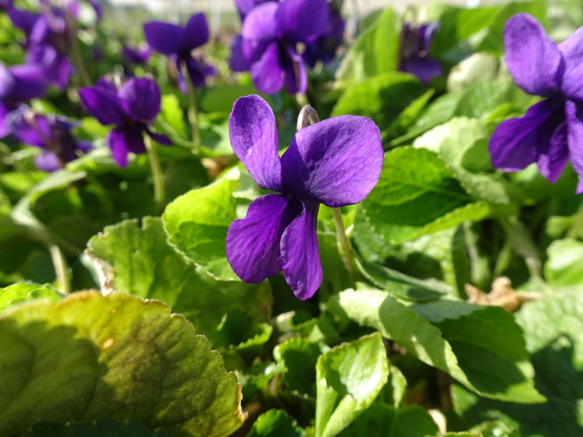 Baronne de Rothschild