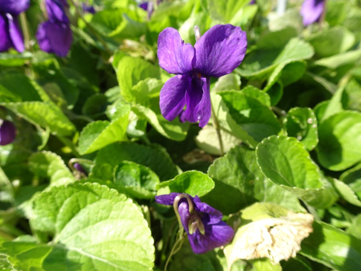 Baronne de Rothschild