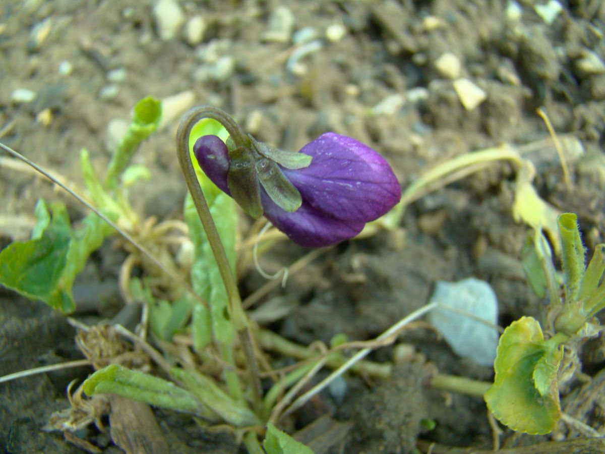 Baronne de Rothschild