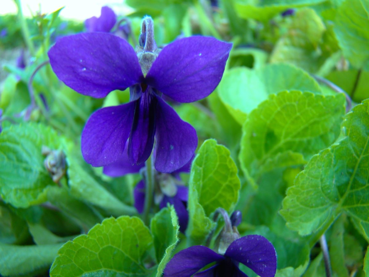 Baronne de Rothschild