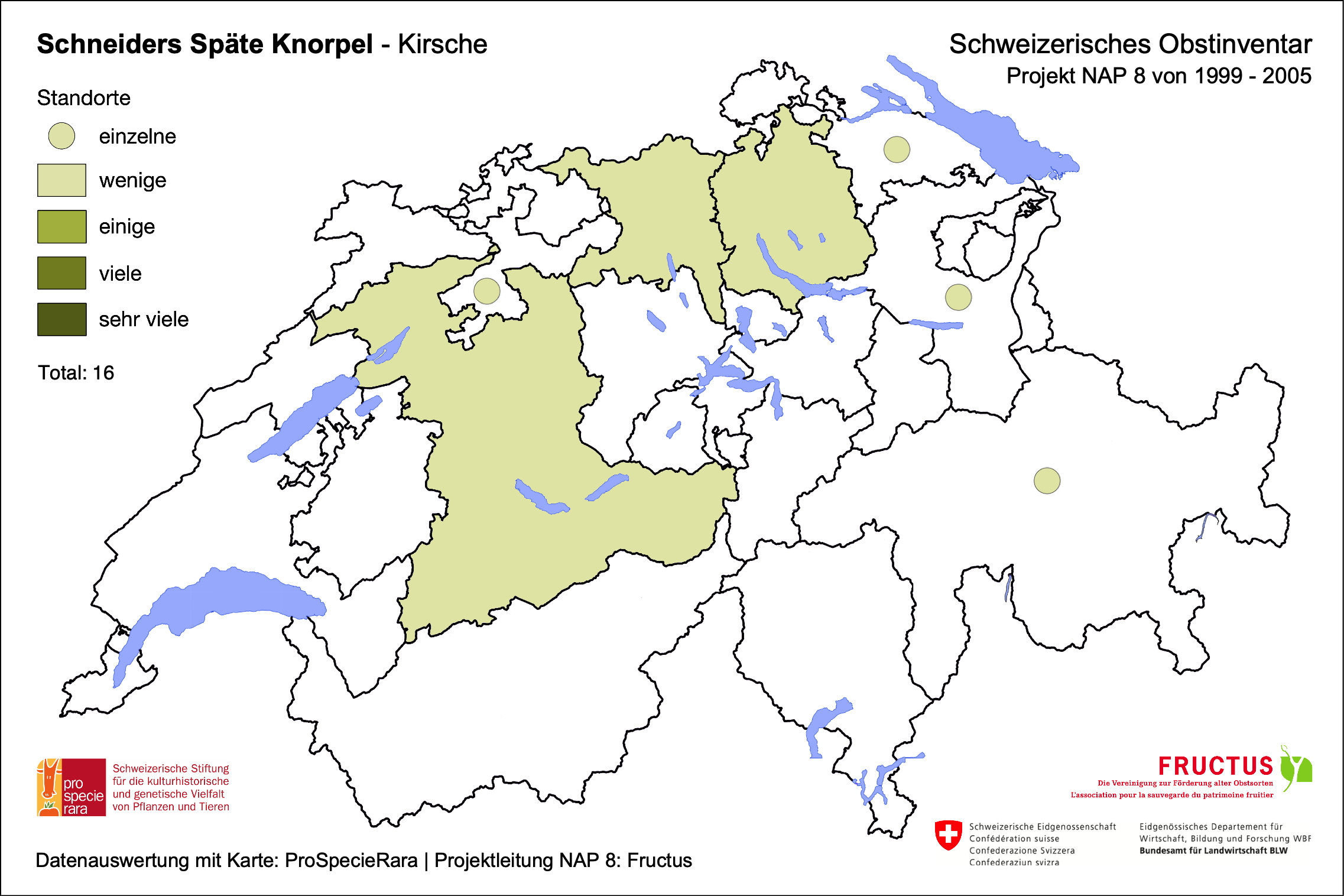Schneiders Späte Knorpel