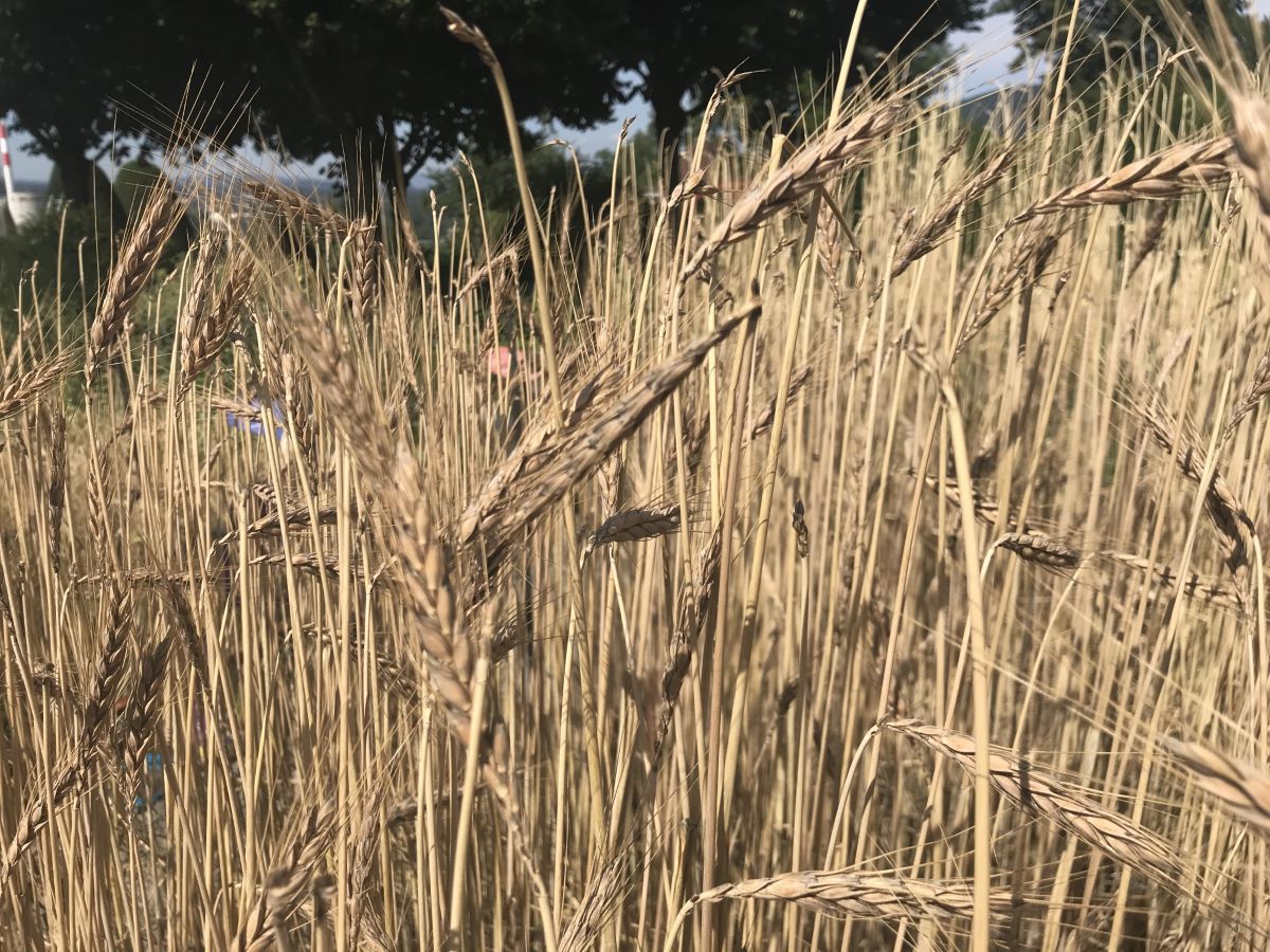 Altgold Signina a Resta | ProSpecieRara