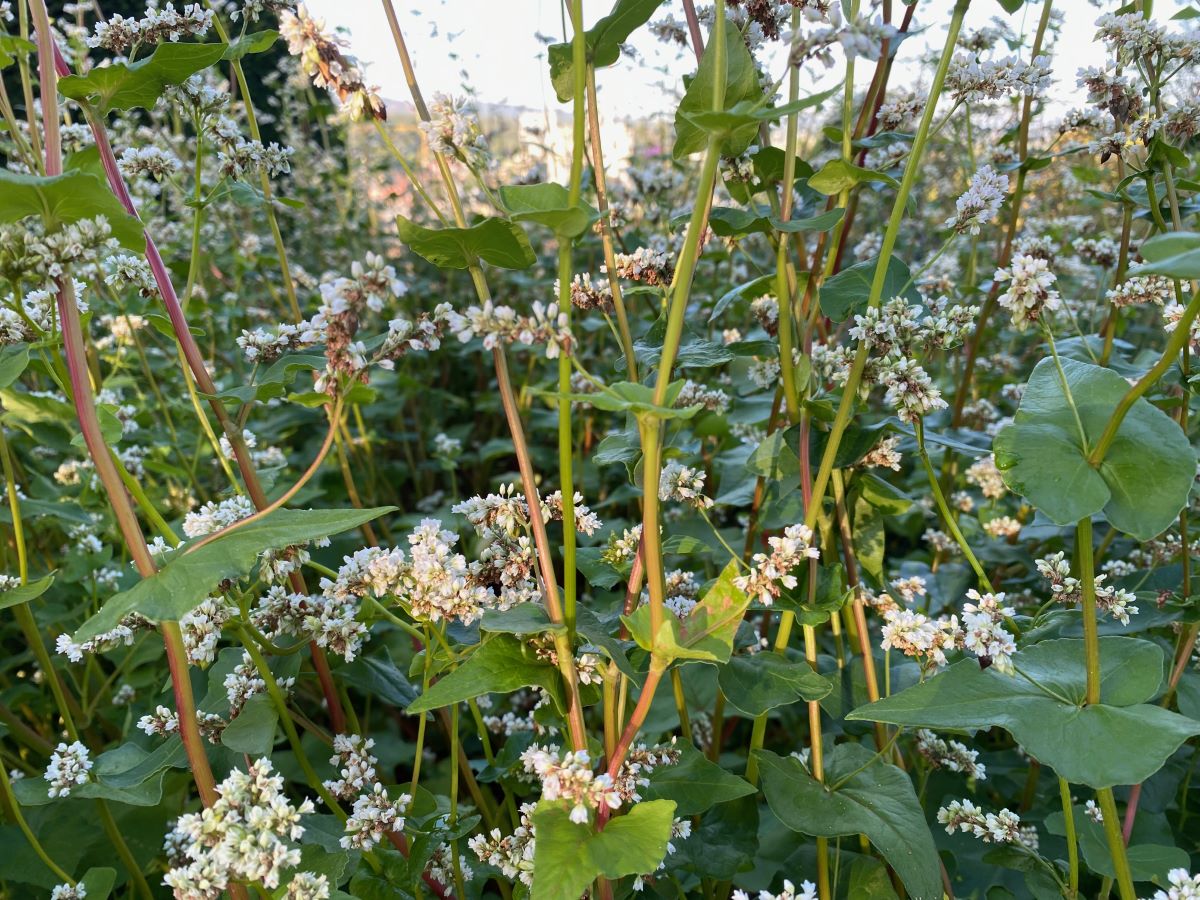 Grauer Heiden