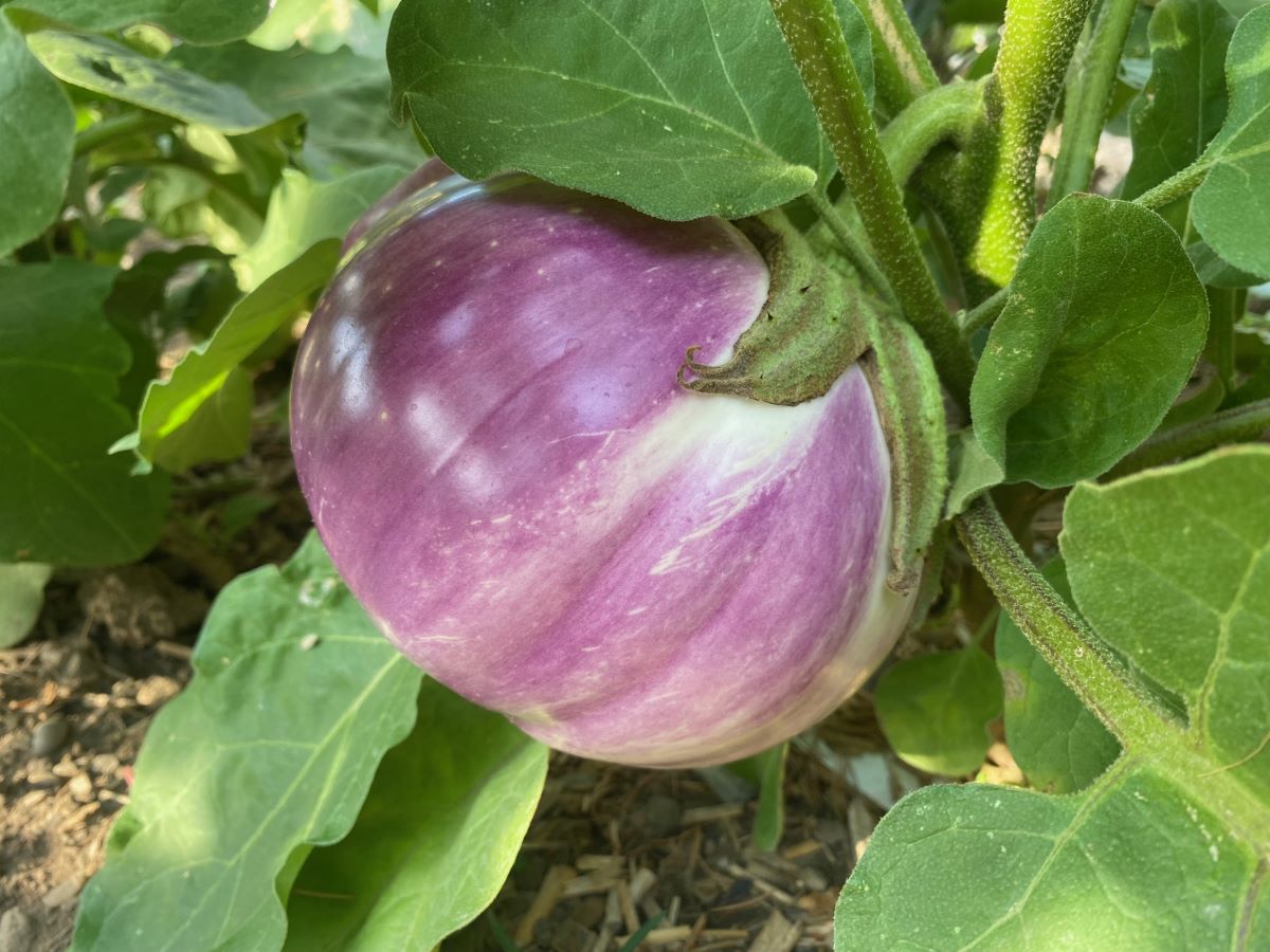 Rotonda Bianca Sfumata di Rosa