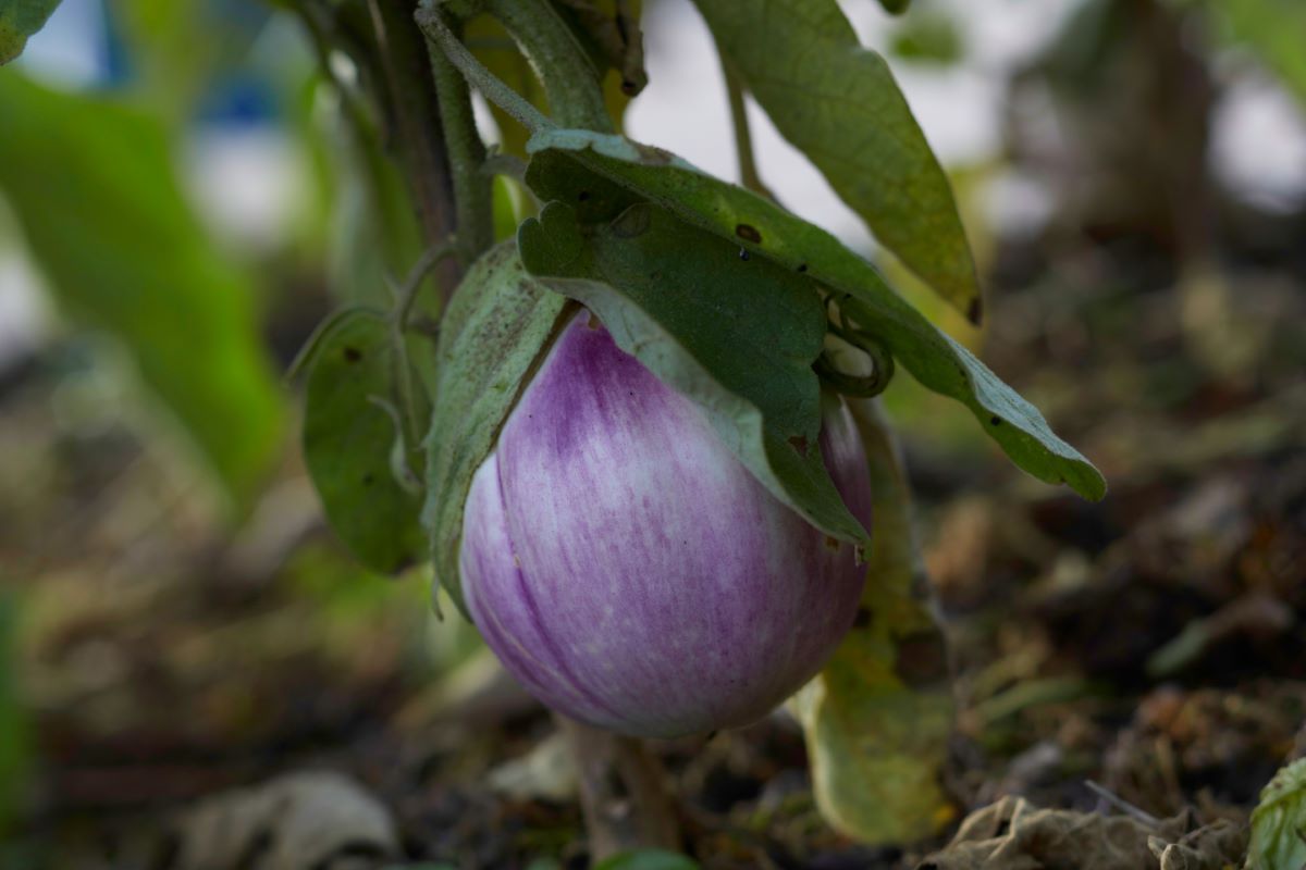 Bavicchi Semi Di Melanzana Rotonda Bianca Sfumata Di Rosa - Varietà VME02, Orto E Giardino