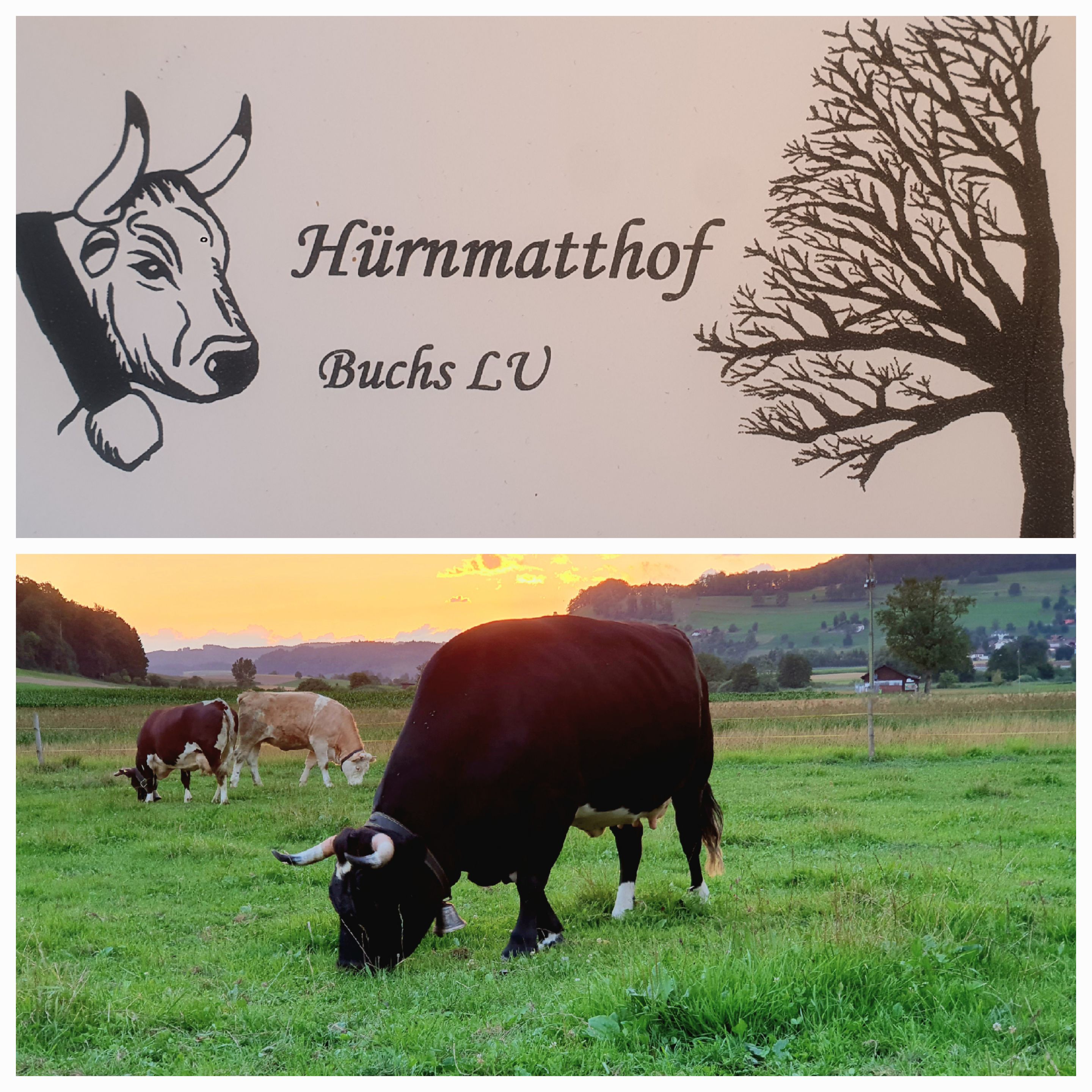 Logo Hürnmatt 6211 Buchs LU