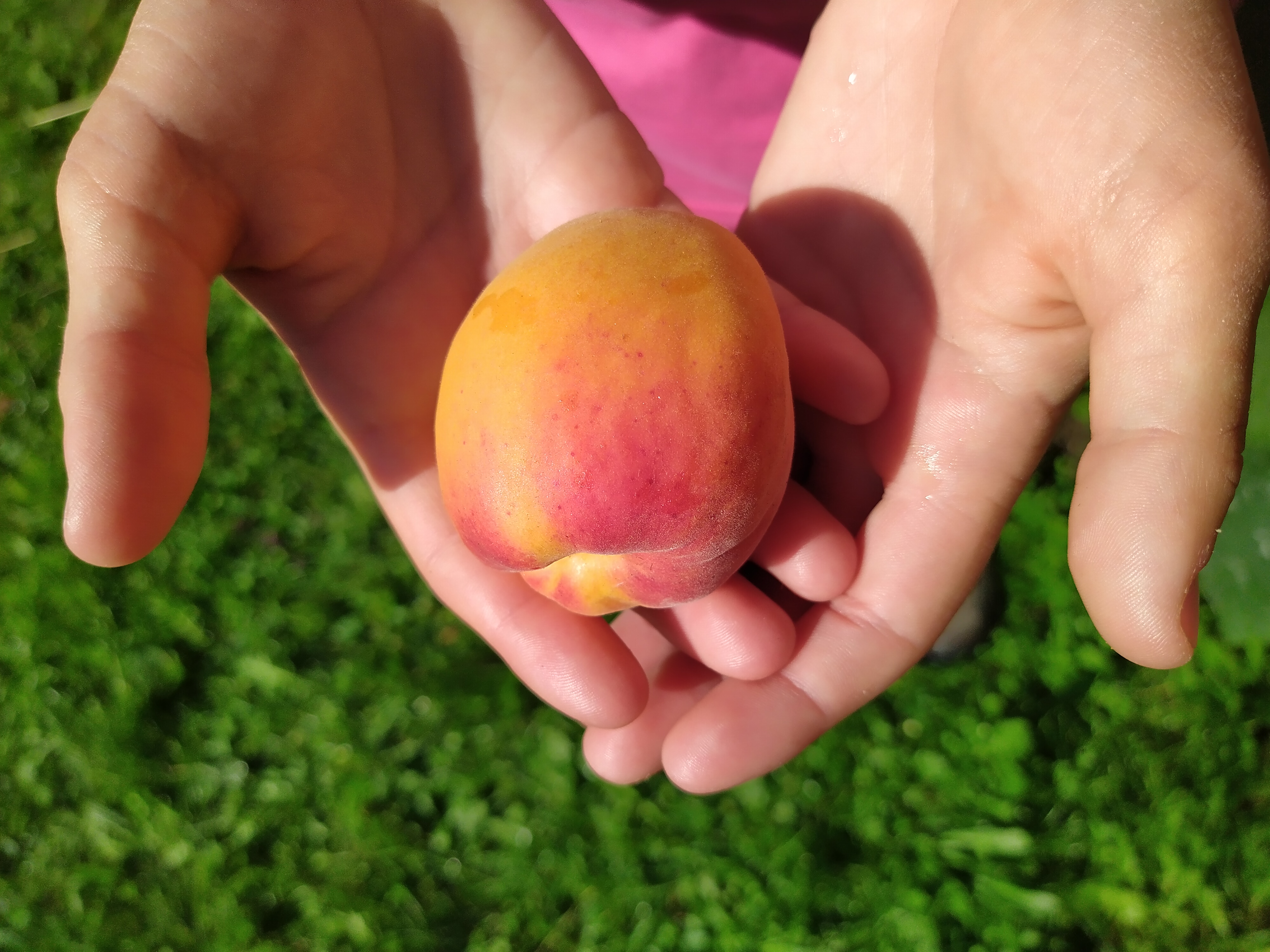 Logo Albicocco di Osco