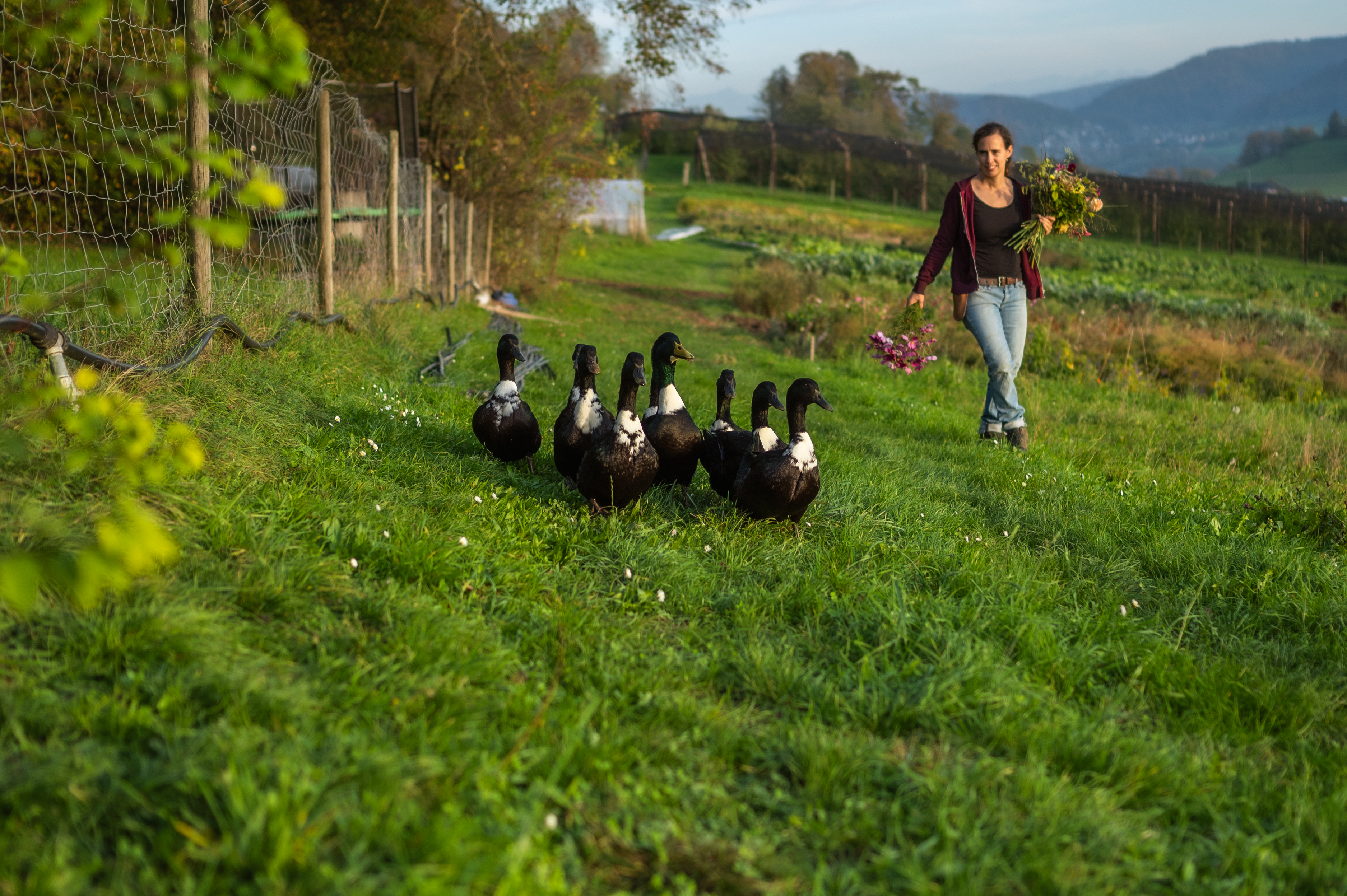 Logo Bluemehof Familie Walter+Pfister