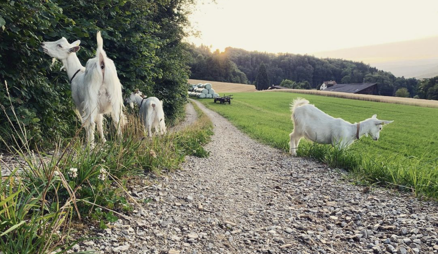Logo Biohof Goldenbühl