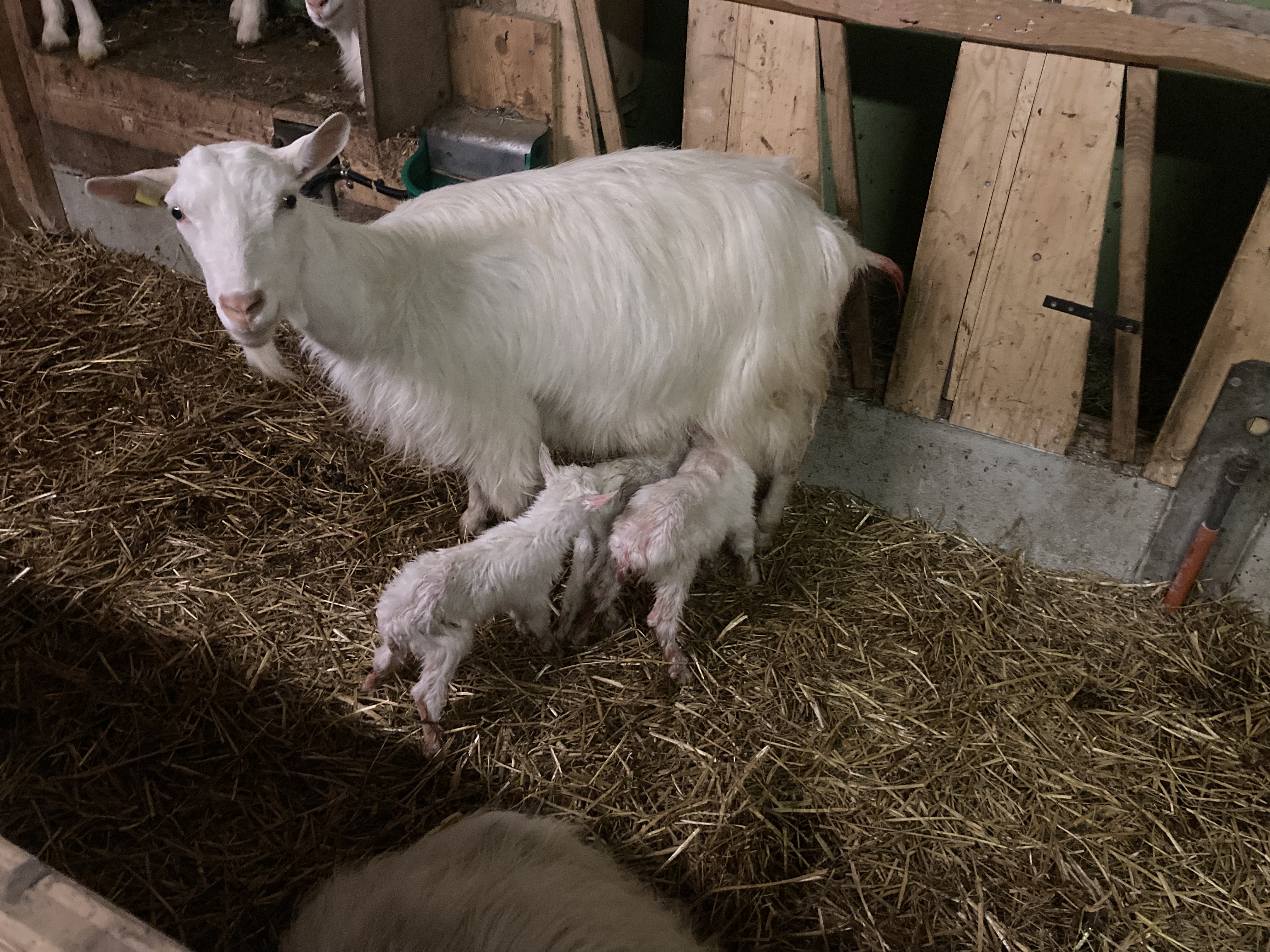 Logo Familienbetrieb Zellweger