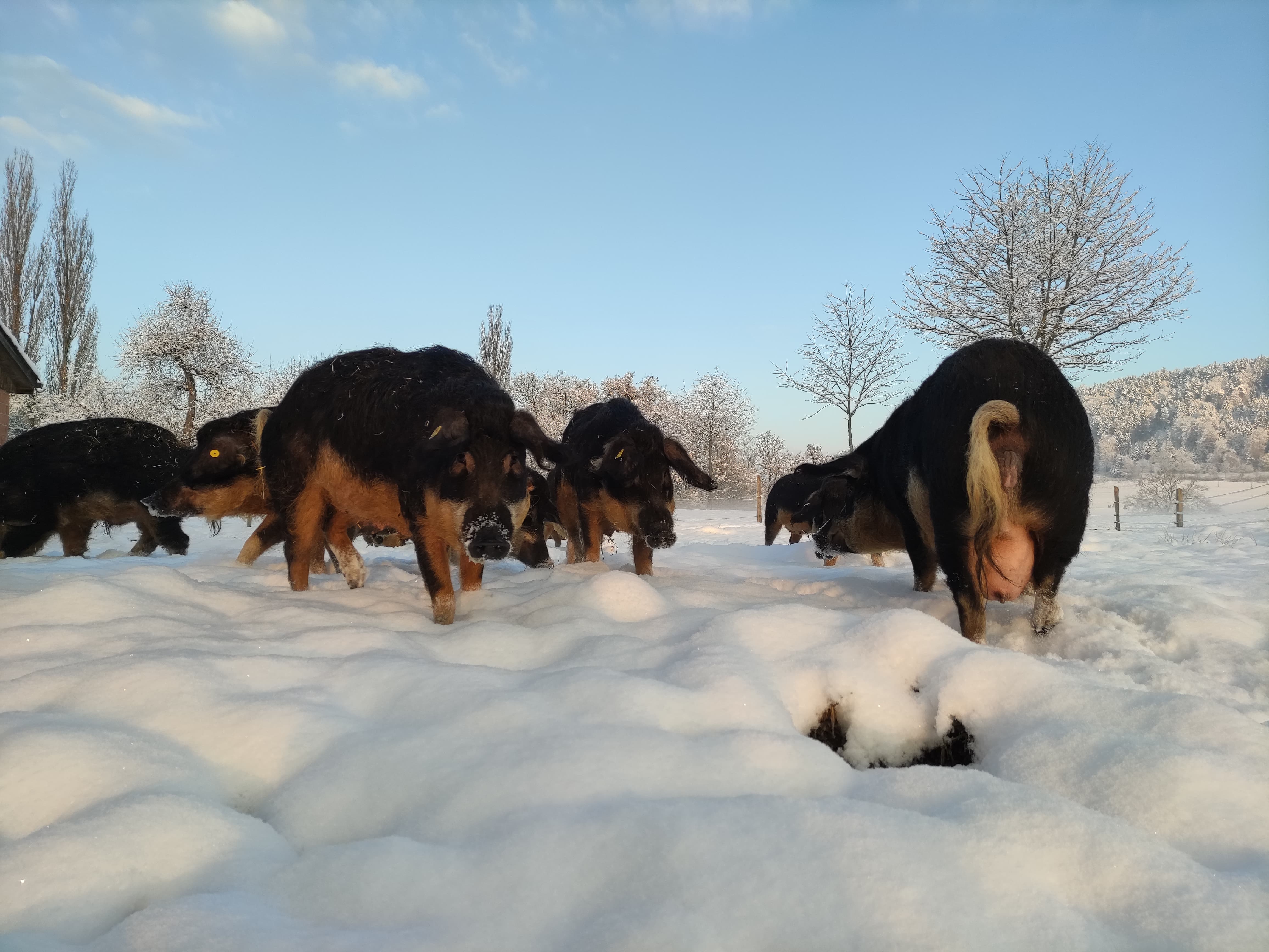 Logo Wollschweine und Weiderind