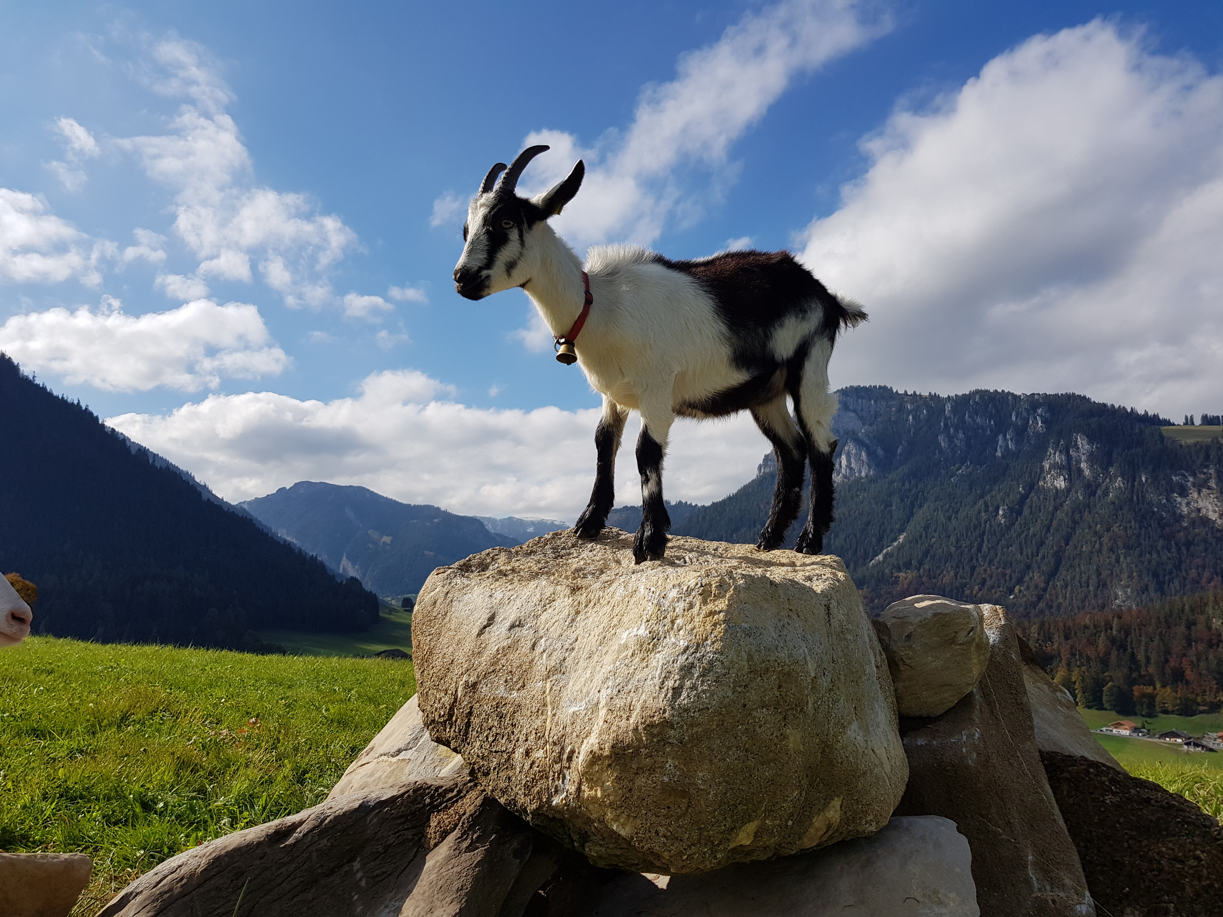 Logo Wittwer's chli Betrieb