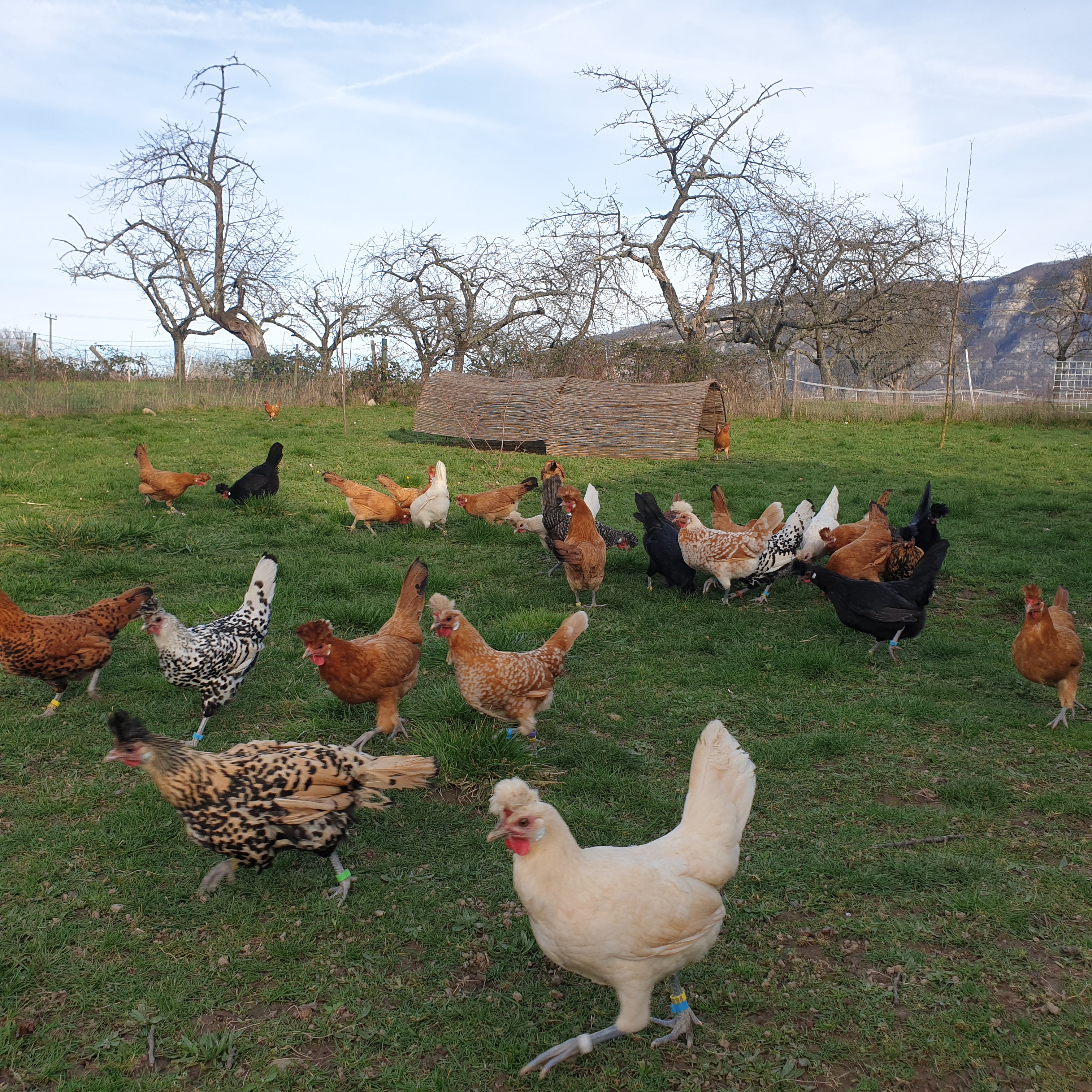 Logo Le Poulailler d'Armand