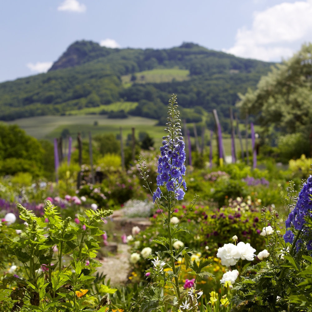 Logo Syringa Kräutergärtnerei
