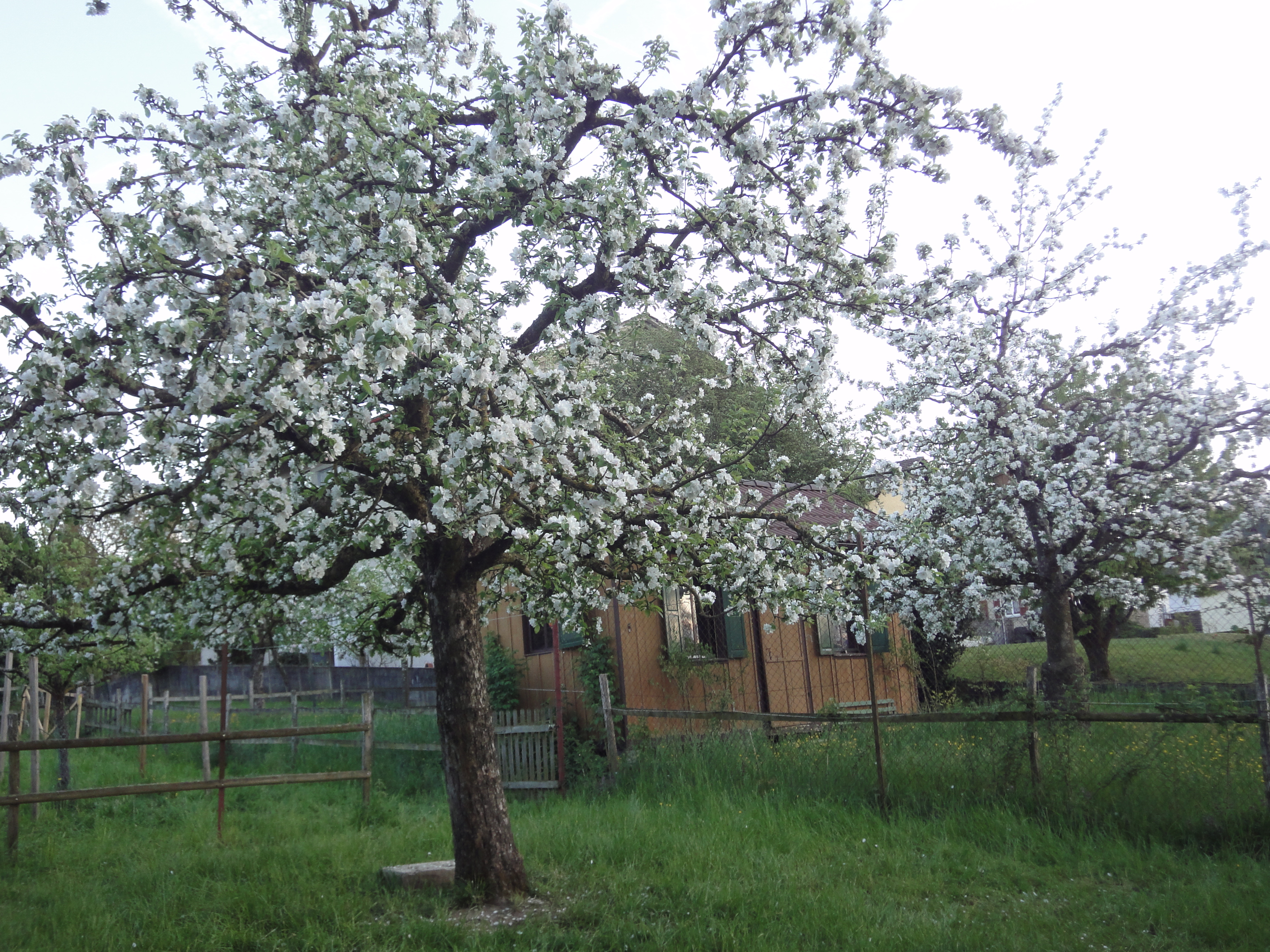 Logo Obstgarten Imkerei Kohler
