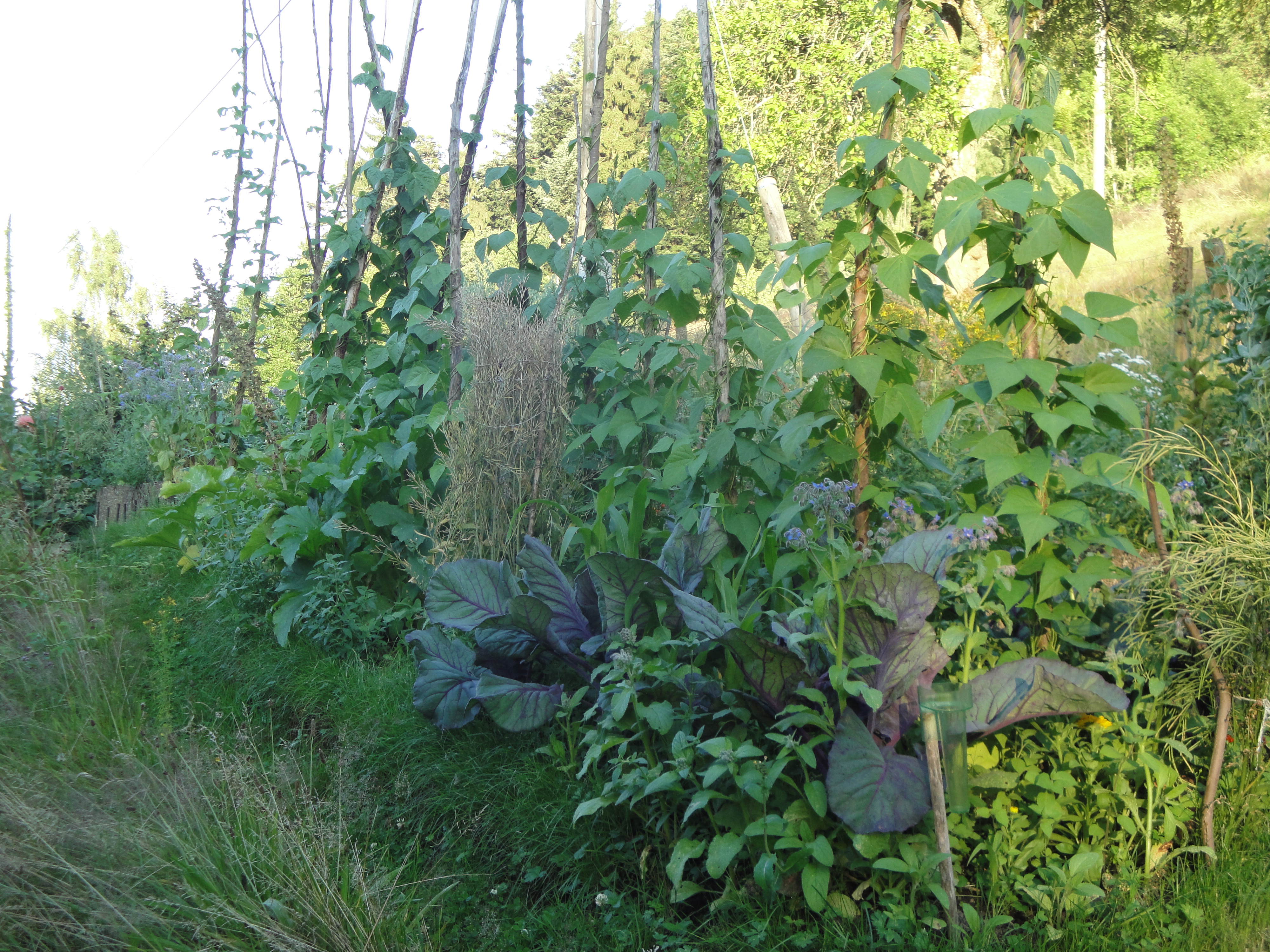 Logo Lebensraum Buschtobel