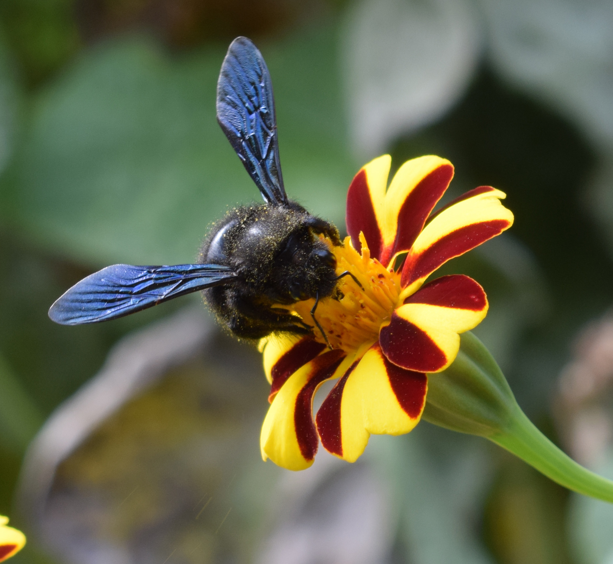 Logo Gmüeslade Rebekka Herzog