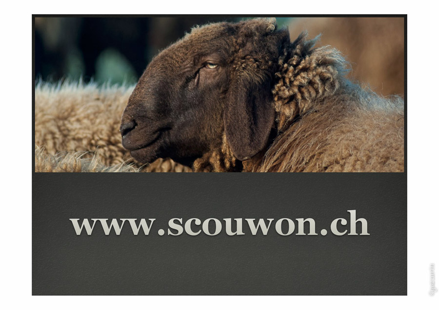 Logo Premium-Lammfleisch für Gourmets