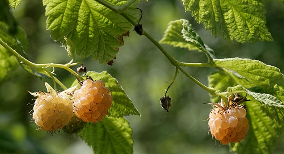 Logo Beerengarten Noflen