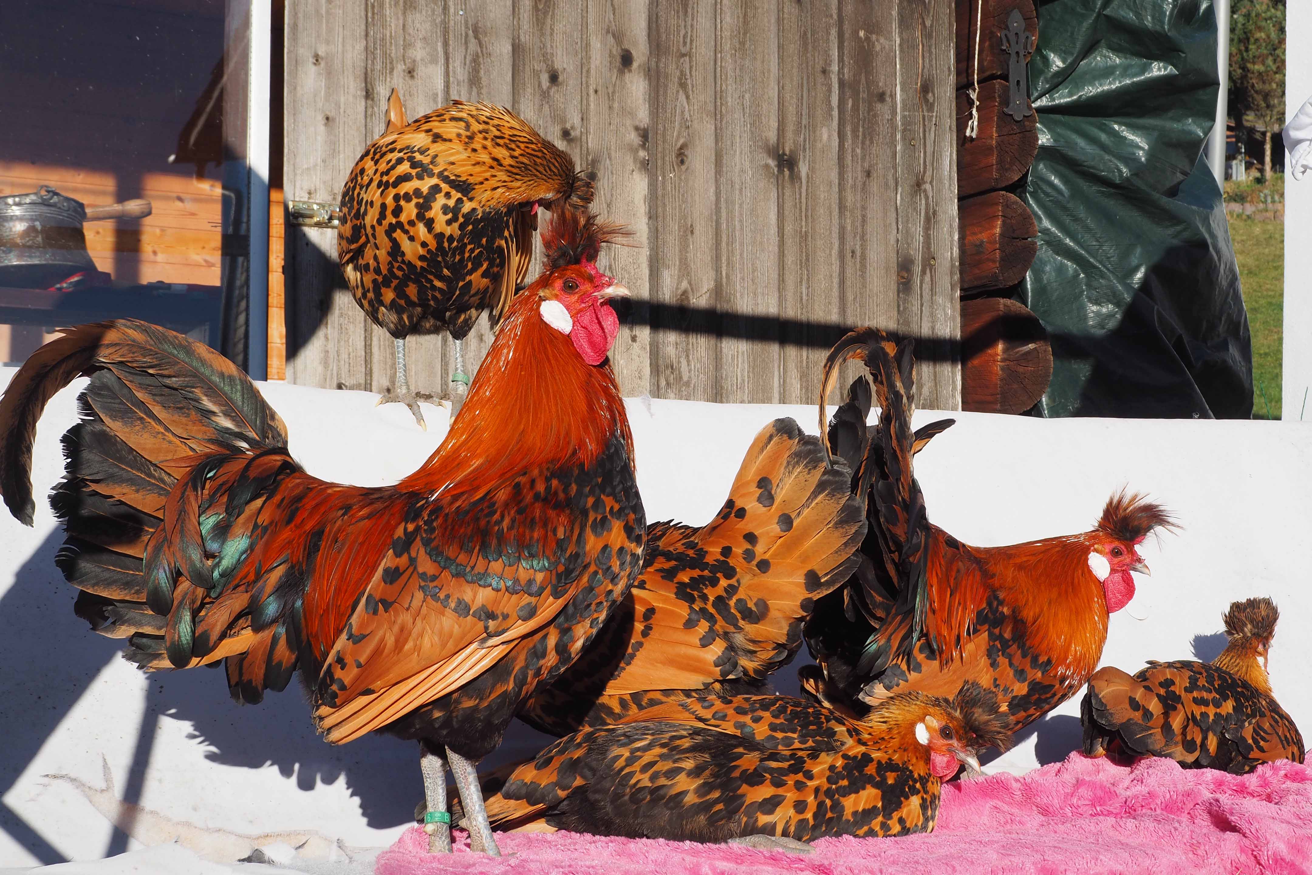 Logo Naturgarten unterm Hörnli