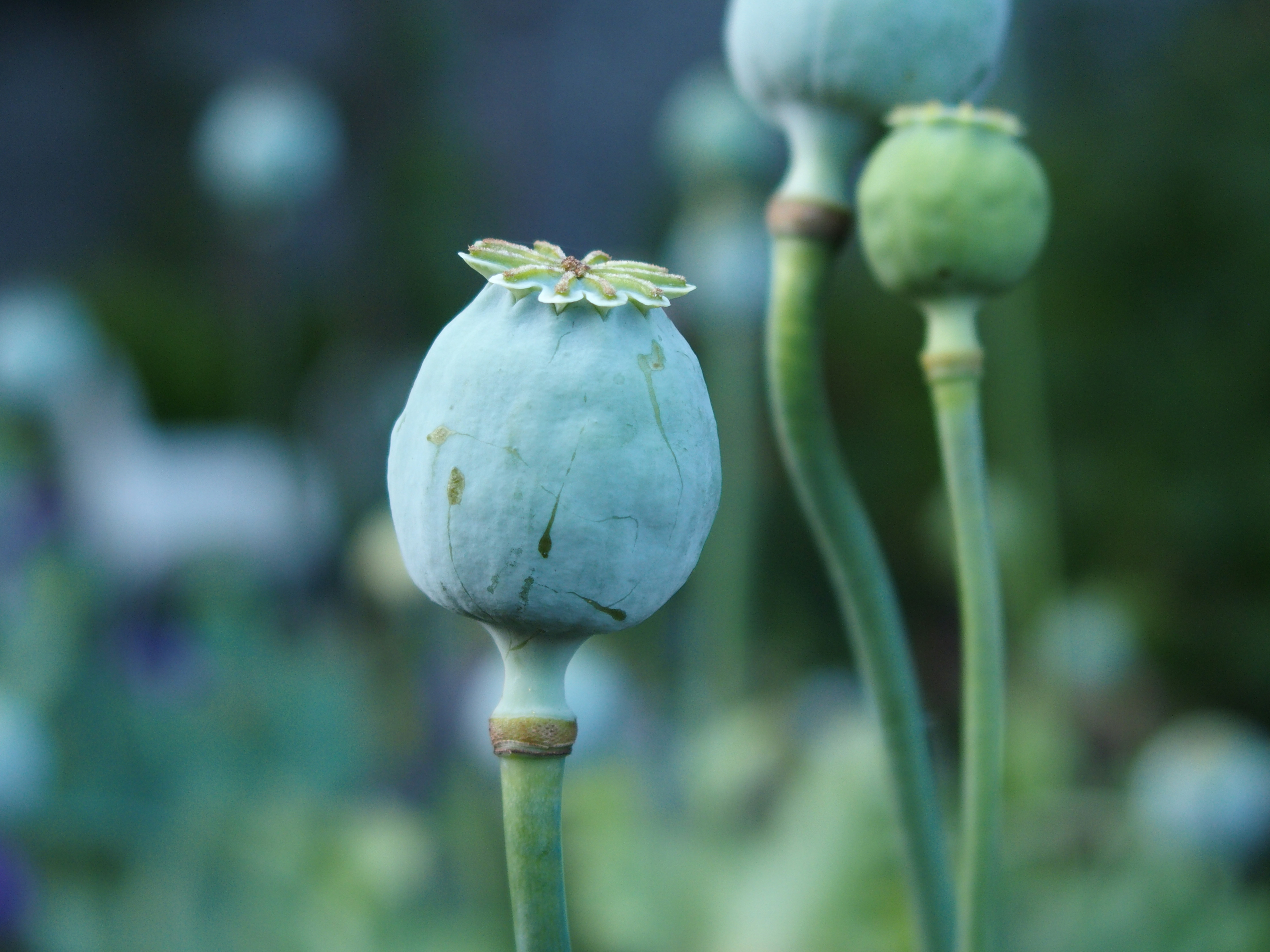Logo Samenvermehrung in Philipps Hausgarten