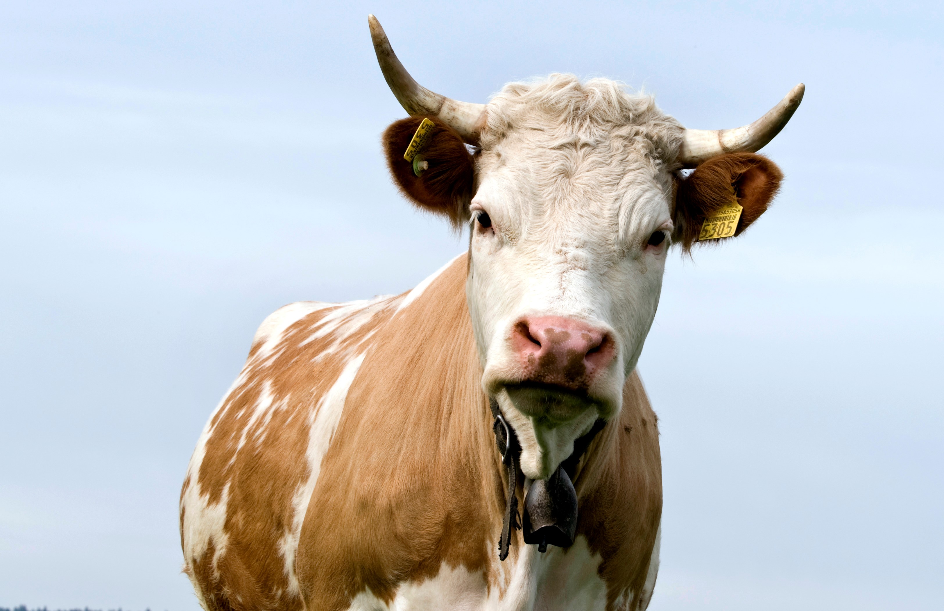 Logo Biohof Wissenhusen